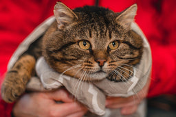 How to get a cat to lose weight—the right food and exercise
