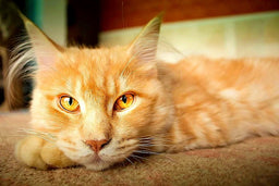 How to make your cat fat—top guide for bony kitties