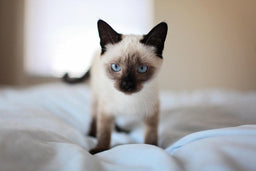 How to take care of Siamese kittens—the ultimate guide
