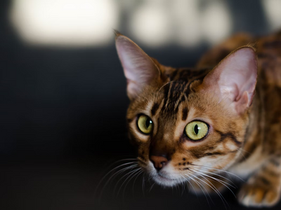 Associated image for How to train a Bengal cat—a crash course