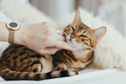 How to train a Bengal cat not to bite—a compact guide