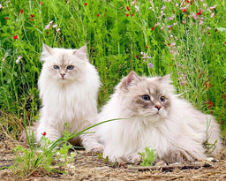 The hypoallergenic Siberian cat—truth or myth?