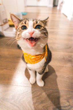 Indoor cat food and the urban formula for feline fitness!