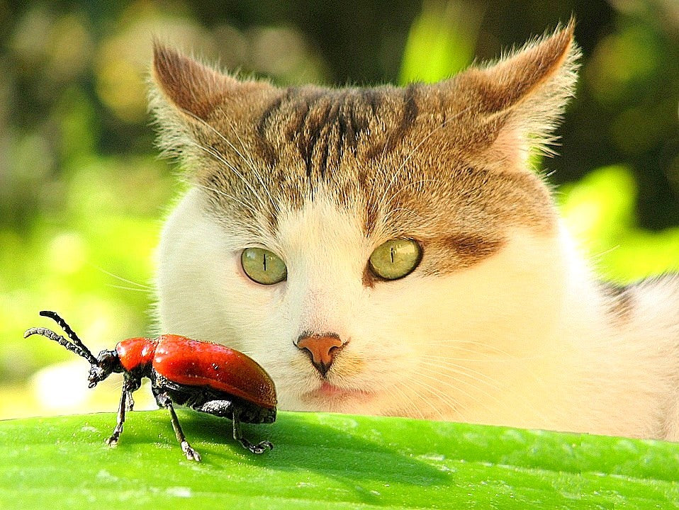 Hippy or creepy—will insect cat food work for your kitty?