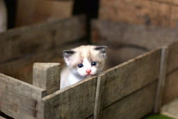 How to handle kitten diarrhea like a pro [Top guide]