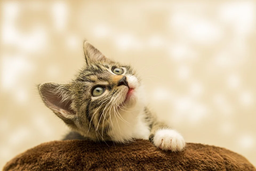 Get all the kitten facts to raise a healthy cat