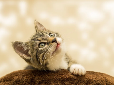 Associated image for Get all the kitten facts to raise a healthy cat