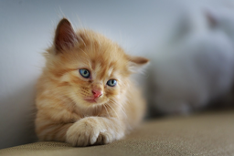 Tummy trouble with your kitten? Upset stomach help here!