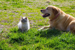 Learn about Maine Coon and dog friendships and rivalries!