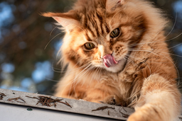 Maine Coon feeding chart—learn how much Maine Coons eat
