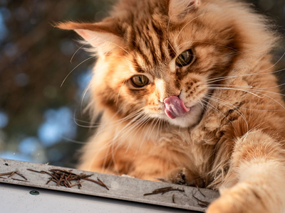 Associated image for Maine Coon feeding chart—learn how much Maine Coons eat