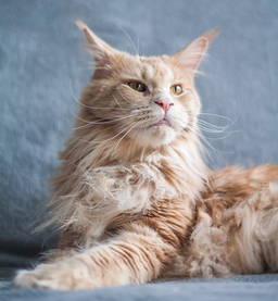 Maine Coon grooming made easy—Untamed shares all the secrets