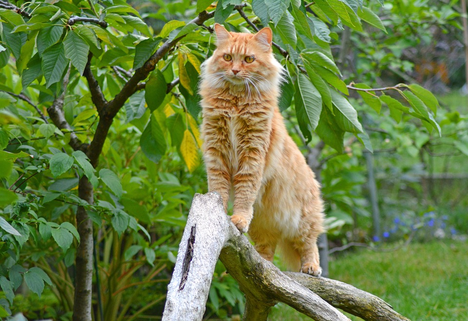 Maine Coon growth chart—how big is too big?