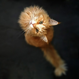 Maine Coon health problems—all you need to know