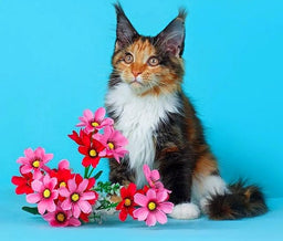 Is the Maine Coon hypoallergenic? It depends, and here's why