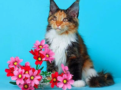 Associated image for Is the Maine Coon hypoallergenic? It depends, and here's why