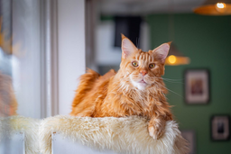 What’s the average Maine Coon lifespan? Find out now!