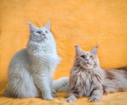 Maine Coon vs. Norwegian Forest cat—how to choose