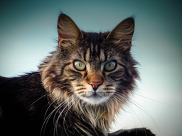 Maine Coon raw food diet advice for your feline!