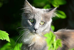 Get to know the spectacular Maine Coon Russian Blue mix!