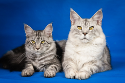 Maine Coon temperament questions? Find answers here!