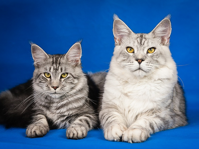 Associated image for Maine Coon temperament questions? Find answers here!