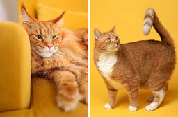 Maine Coon vs. normal cat—visuals, floof, and temperament