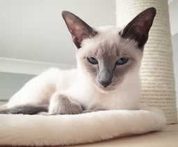 Everything you should know about a modern Siamese cat