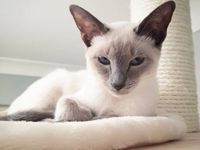 Associated image for Everything you should know about a modern Siamese cat