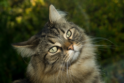 Get top advice on choosing Norwegian Forest cat food!