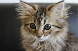 Norwegian Forest cat kitten—facts and tips