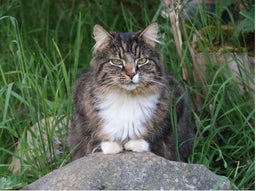 Norwegian Forest cat life expectancy and factors affecting it