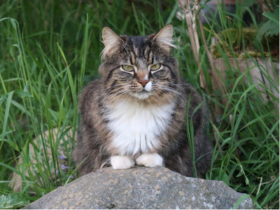 Associated image for Norwegian Forest cat life expectancy and factors affecting it