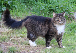 A Norwegian Forest cat in the UK—the breed overview