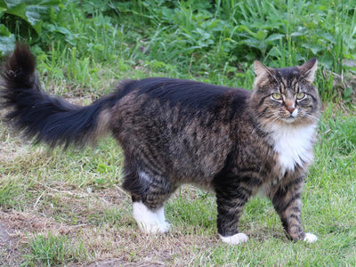 Associated image for A Norwegian Forest cat in the UK—the breed overview