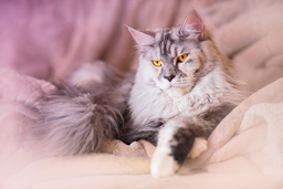 Get all the info you need on owning a Maine Coon!
