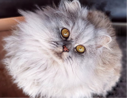 Persian cat care and nutrition—the ultimate guide