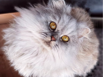 Associated image for Persian cat care and nutrition—the ultimate guide