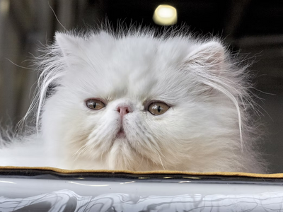 Associated image for The ins and outs of Persian cat grooming