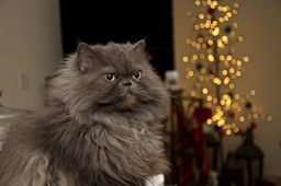 The Persian cat health issues explained
