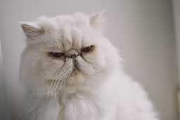 Average Persian cat lifespan—what you should know
