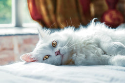 The complete list of Persian cat pregnancy signs
