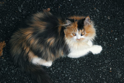 Persian cat skin conditions and adequate treatments