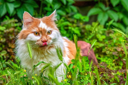 Plants for cats to eat—discern between the good and the bad!