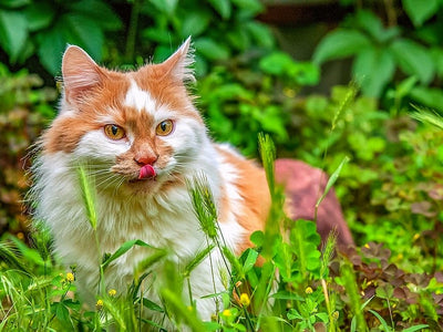 Associated image for Plants for cats to eat—discern between the good and the bad!
