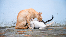 Get the best advice on pregnant cat food to keep mum healthy