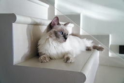 Pros and cons of Ragdoll cats—explained in detail