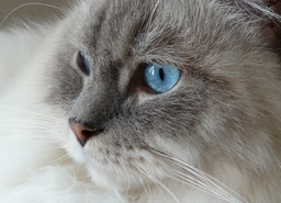 Ragdoll cat behaviour problems explained and solved!
