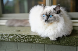 Get to know the lovable Ragdoll cat!