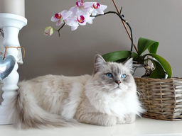 What is the average Ragdoll cat size you should expect?